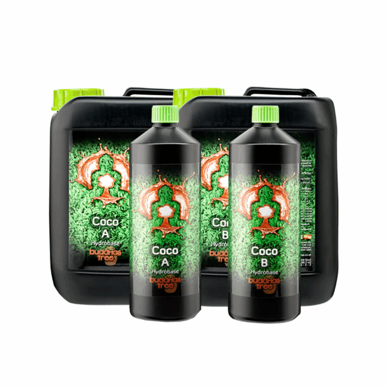 Buddhas Tree Coco A&B