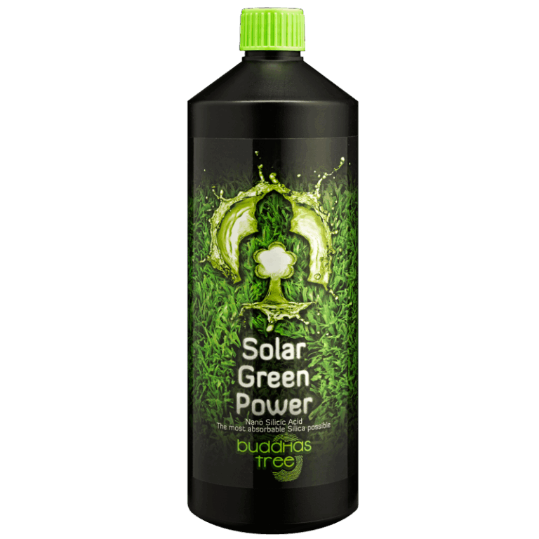 Buddhas Tree Solar Green