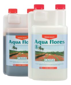 Canna Aqua Flores