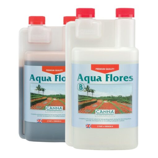 Canna Aqua Flores
