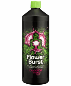Buddhas Tree Flower Burst