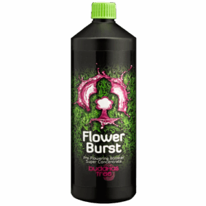 Buddhas Tree Flower Burst
