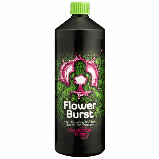 Buddhas Tree Flower Burst