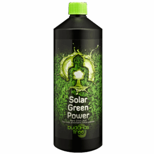Buddhas Tree Solar Green
