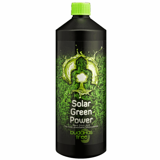 Buddhas Tree Solar Green