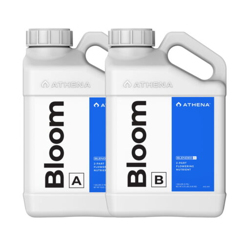 Athena Blended Bloom A&B